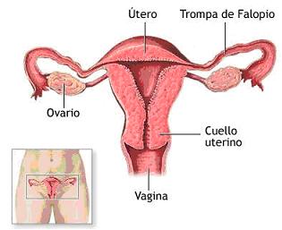 Como aumentar la dimensión del miembro